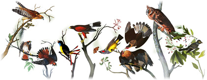 226 de ani de la naşterea lui John James Audubon 226 de ani de la naşterea lui John James Audubon
